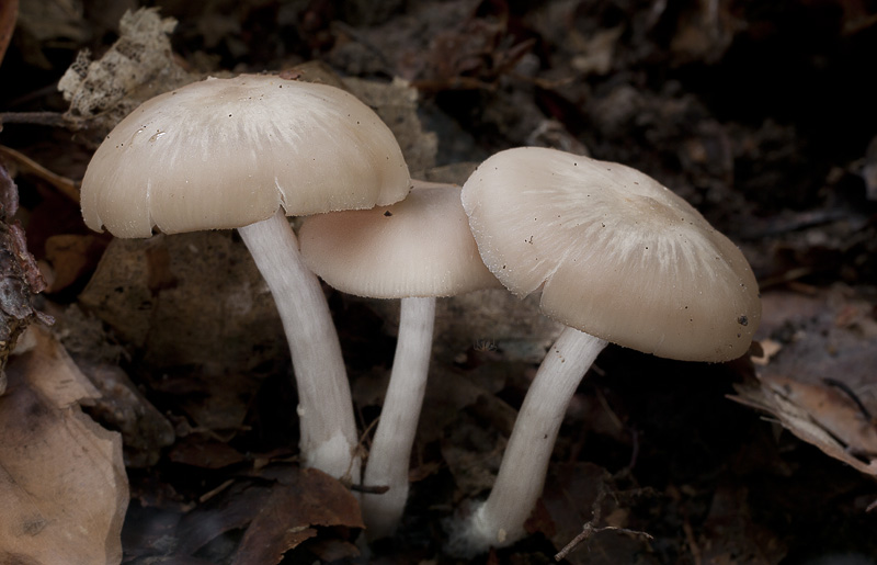 Entoloma nidorosum